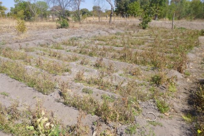 Zimbabwe’s Resettled Farmers Hawking Cigarettes to Survive