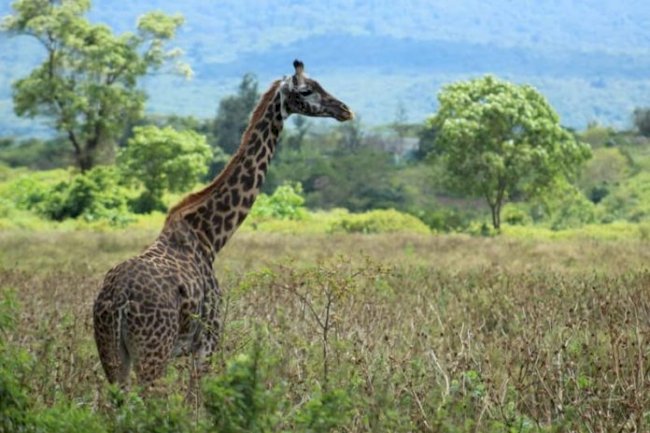 10 Things You Might Not Know About A Safari In Tanzania
