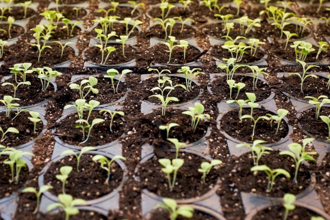 Top Ten Highest Agricultural Exports in Nigeria