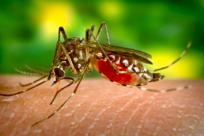 Malaria - Still A Problem For Africa Today