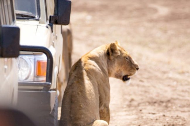 How Much Does A Luxury Safari Cost In Tanzania?