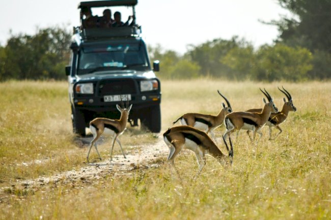 Discover cheap safari and tours in Tanzania! 