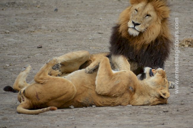 Planning for a Tanzanian Photo Safari in 2023 or 4