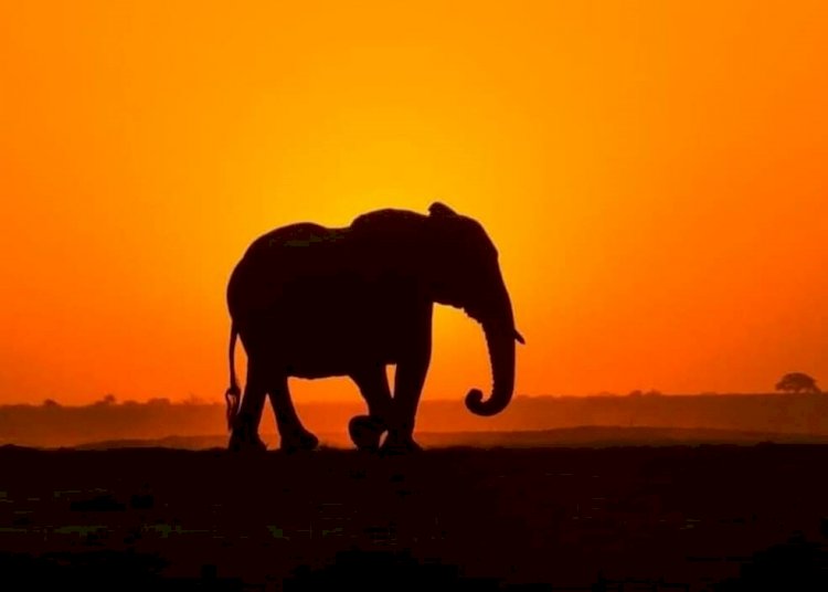 Best Tanzania Tour Packages for Kilimanjaro & Safari