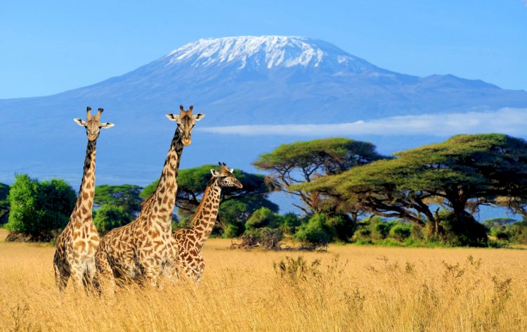 Mount Kilimanjaro Climbing Packages